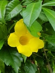 bali-3-bloem